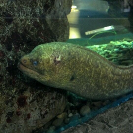 Foto scattata a Santa Monica Pier Aquarium da David S. il 4/27/2012