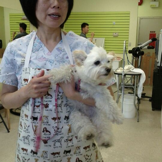 jackie's pet grooming