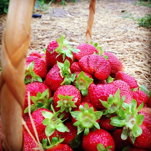 photo of Weaver's Orchard