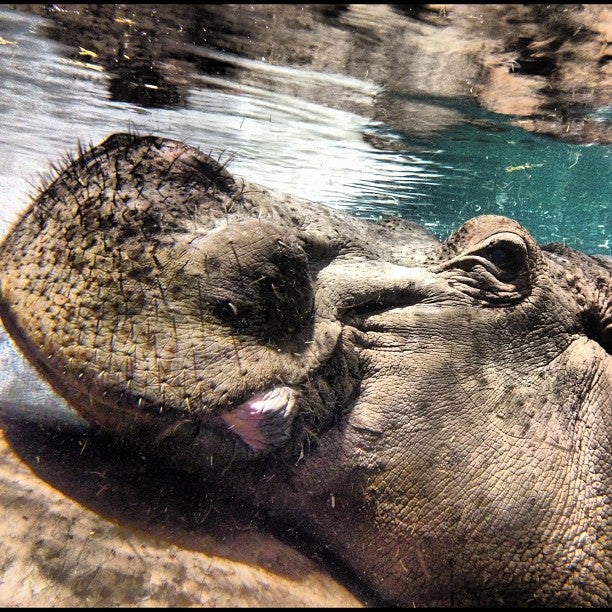 zoo