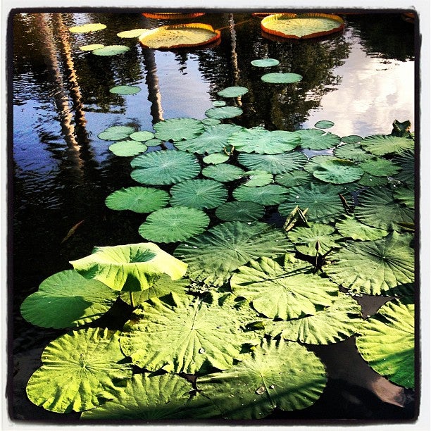 botanical-garden