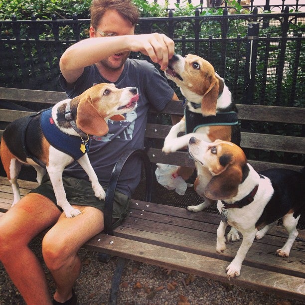 dog-run
