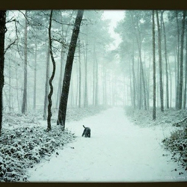 forest