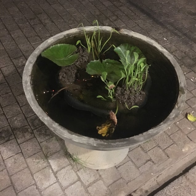 kahve fotografı