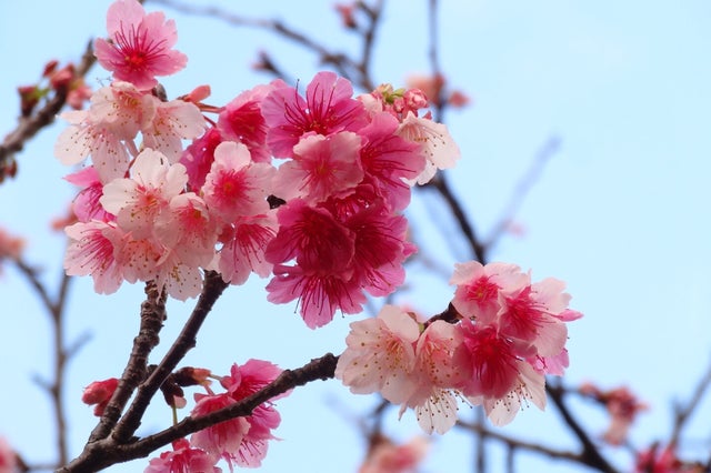 冬に咲く桜を見にいく 沖縄で日本一早い花見旅 沖縄の旅行モデルコース こころから