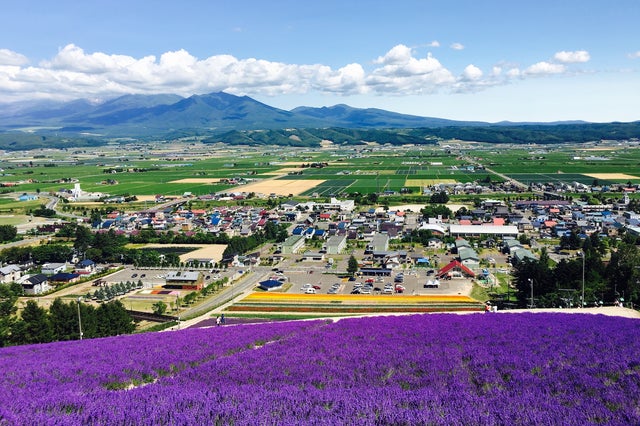 紫のラベンダーが丘を染めつくす夏の富良野で、絶景とグルメを楽しむ旅