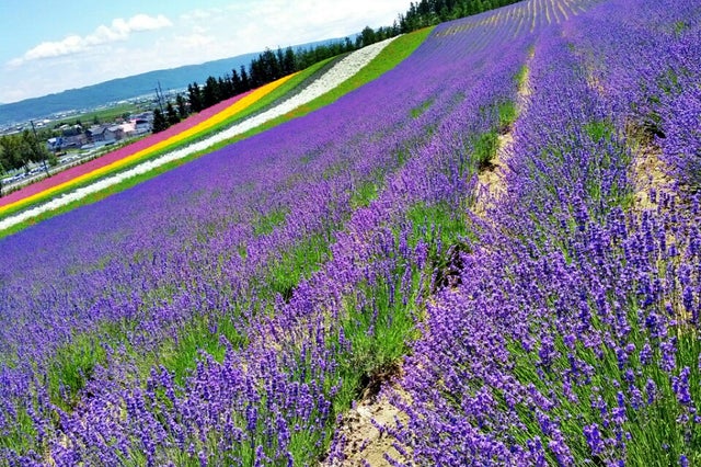 紫のラベンダーが丘を染めつくす夏の富良野で、絶景とグルメを楽しむ旅