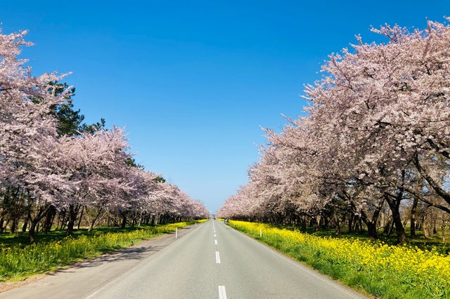 春の景色を満喫 角館の風情ある街並みを散策するまったり旅 秋田 大潟村 角館の旅行モデルコース こころから
