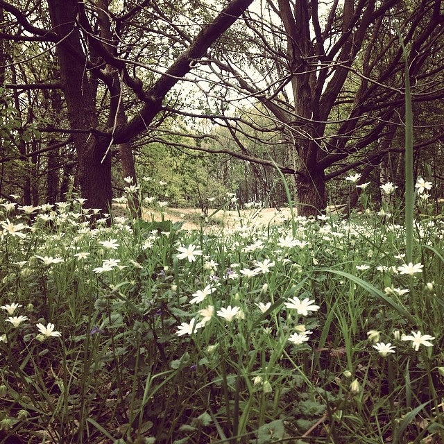 park