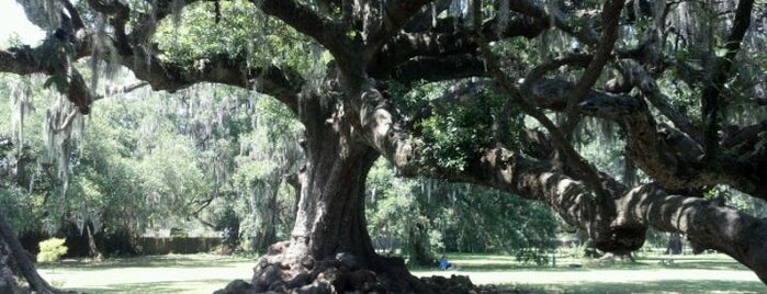 The Tree of Life is one of New Orleans.
