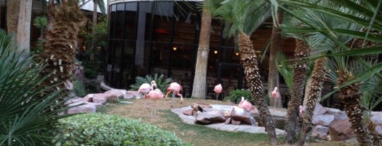 Flamingo Wildlife Habitat is one of Vegas baby!!!.