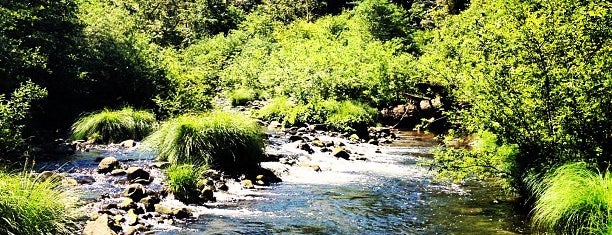 Henry Cowell Redwoods State Park is one of San Francisco.