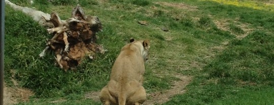 San Diego Zoo Safari Park is one of Los Angeles Curiosities.