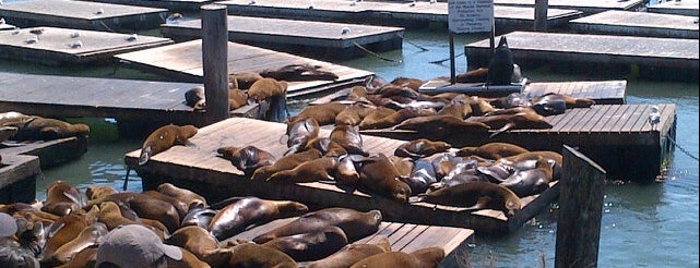 Sea Lions is one of san francisco.