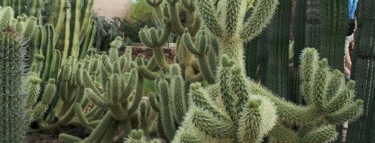 Desert Botanical Garden is one of Phoenix, AZ.