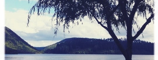 Lake Tikitapu (Blue Lake) is one of Rotorua Outdoors.