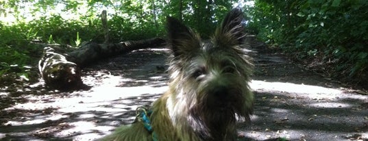 Inwood Hill Park is one of Best Parks In New York City.