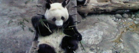 Beijing Zoo is one of Outdoors in Beijing.