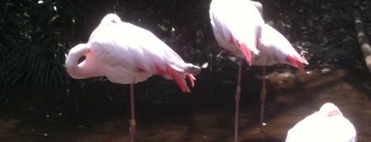 大宮公園小動物園 is one of 動物園.