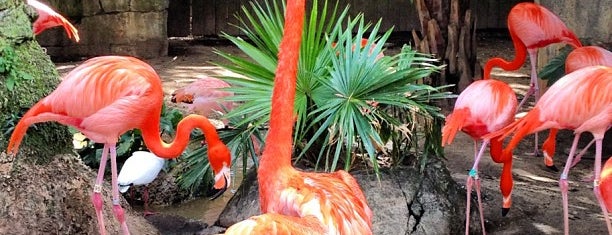 Audubon Zoo is one of New Orleans.