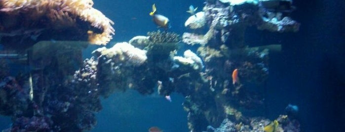 Dallas World Aquarium is one of Come Back Later.