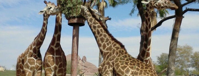 Phoenix Zoo is one of Places to Check Out in Phoenix.