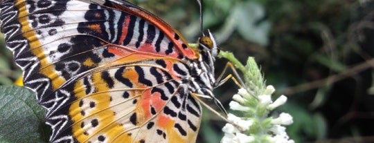Butterflies and Plants - Partners in Evolution is one of Blue Tree.