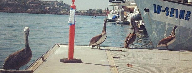 Del Rey Landing & Docks is one of Erika'nın Beğendiği Mekanlar.