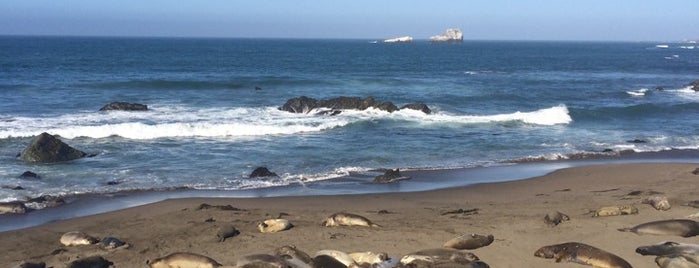Piedras Blancas Elephant Seal Rookery is one of Road.
