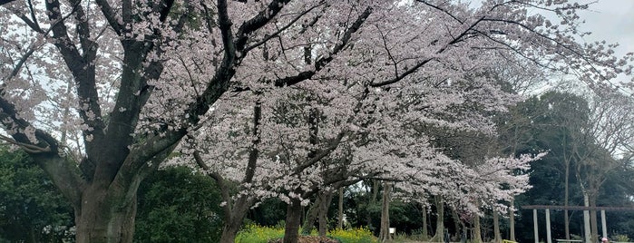 Izumi chuo Park is one of 散歩にはとっておきの公園.