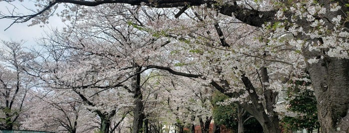 弁天橋公園 is one of 散歩にはとっておきの公園.