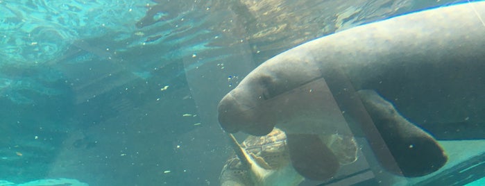 Manatee Tank is one of Jack’s Liked Places.