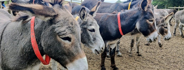 The Donkey Sanctuary is one of Devon.