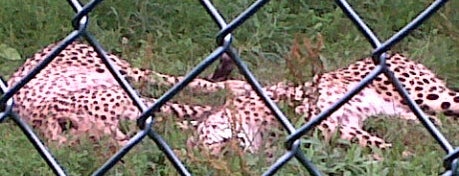 Cheetah Exhibit is one of Lieux qui ont plu à John.