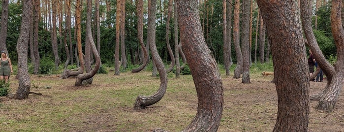 Krzywy Las is one of Poland.