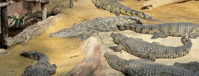 La Ferme aux Crocodiles is one of Sites et visites.