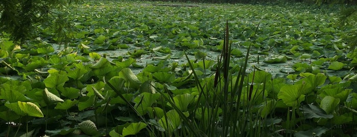 Parcul Circului is one of Bucharest.