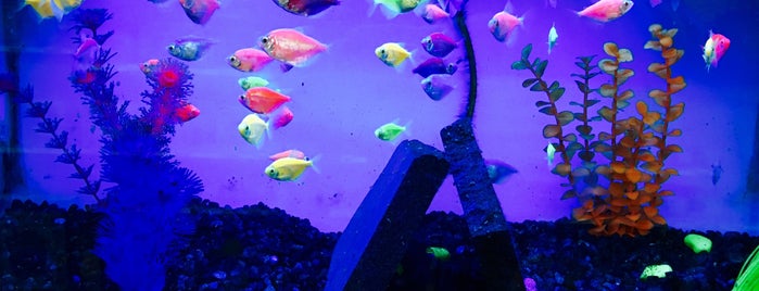 Jack's Aquarium and Pets is one of The Next Big Thing.