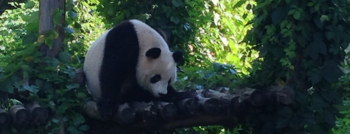 Panda Pavilion of Beijing Zoo is one of Lieux qui ont plu à Oxana.
