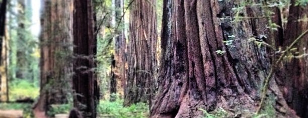 Jedediah Smith Redwoods State Park is one of Left Coast 2014.