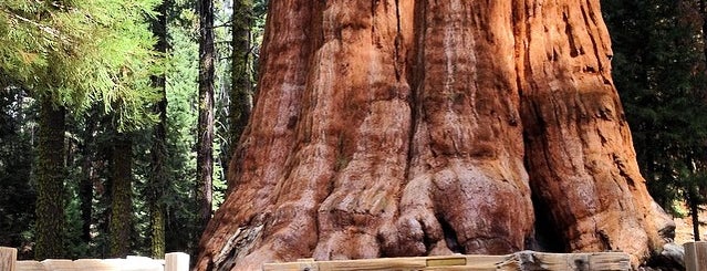 General Sherman Tree is one of Natur Punkt.