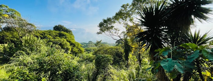 Selva Maya is one of Chiapas.