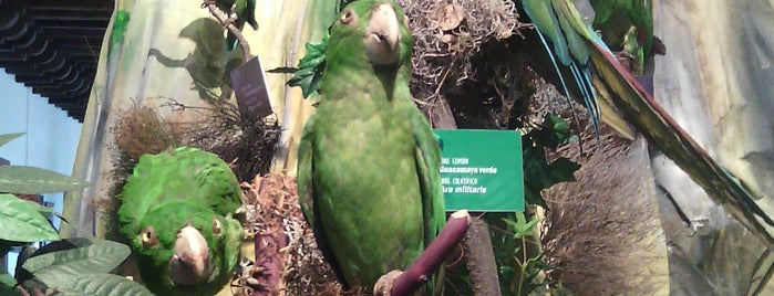 Museo de las Aves de México is one of Museos.