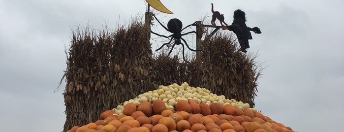 Rombach Farms is one of STL Pumpkin Patches.