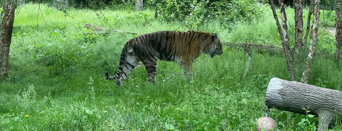 Tiger Mountain is one of Bronx Zoo.