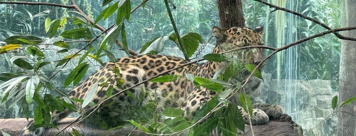 Himalayan Highlands is one of Bronx Zoo.