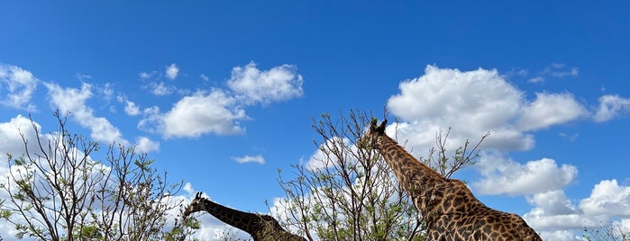 Kruger National Park is one of Holiday Destinations 🗺.