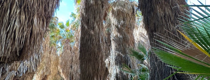 McCallum Trail is one of Palm Springs.