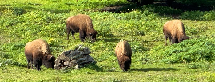 Bison Paddock is one of Golden Gate Park.