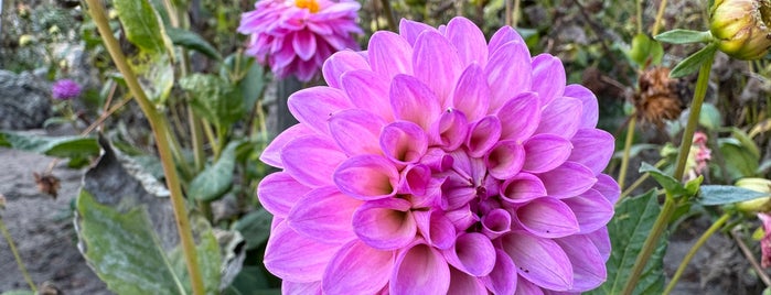 Dahlia Garden is one of Favorite Places in My Long-Time SF Neighborhood.